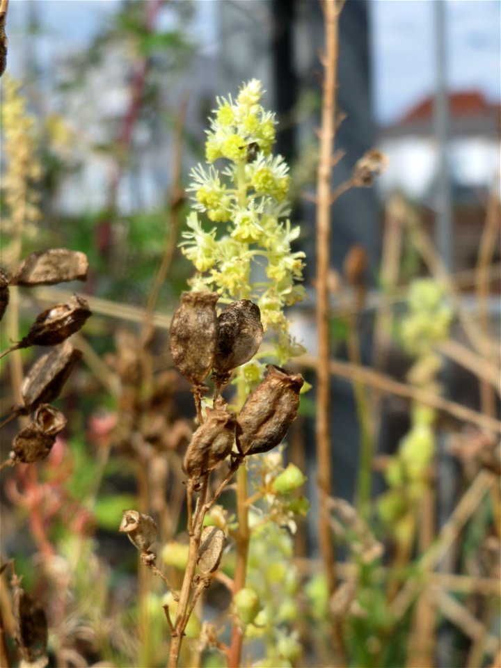 Gelber Wau (Reseda lutea) am Bahnhof Schwetzingen