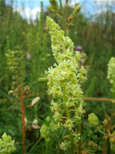 Gelber Wau (Reseda lutea) in Hockenheim-Talhaus