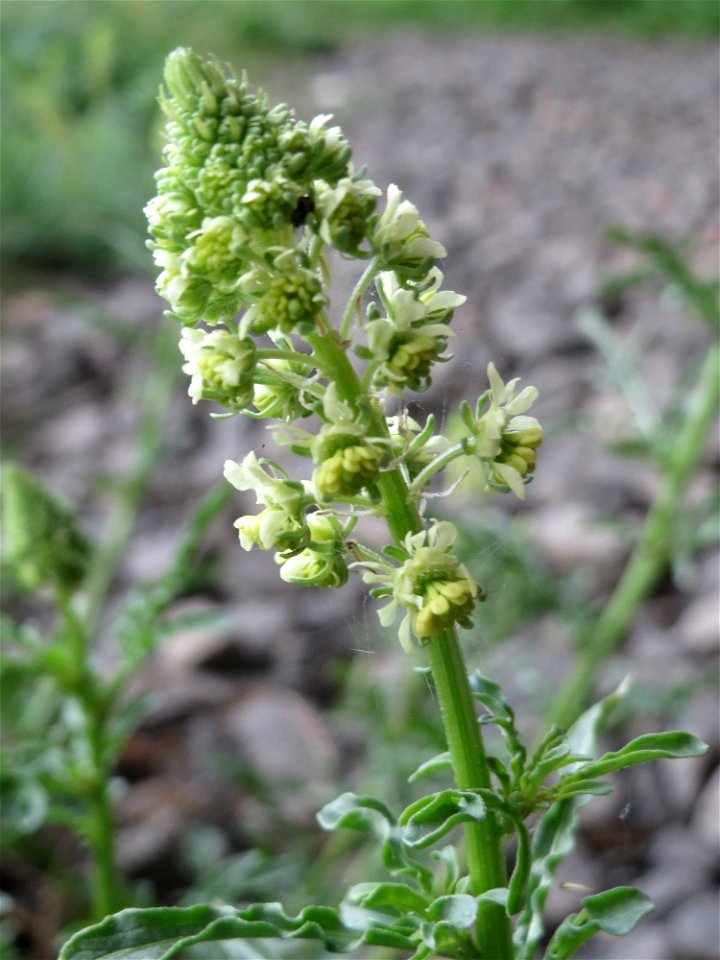 Gelber Wau (Reseda lutea) an der Saar in Saarbrücken