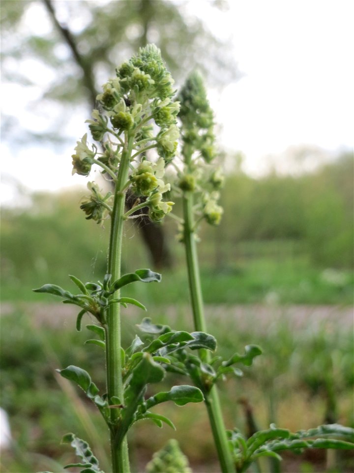 Gelber Wau (Reseda lutea) an der Saar in Saarbrücken