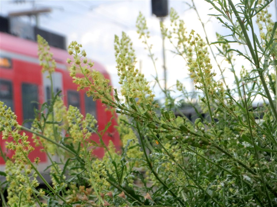 Gelber Wau (Reseda lutea) am Hauptbahnhof Mannheim