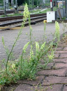 Gelber Wau (Reseda lutea) am Hauptbahnhof Mannheim