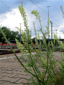 Ritzenbotanik: Gelber Wau (Reseda lutea) am Hauptbahnhof Mannheim