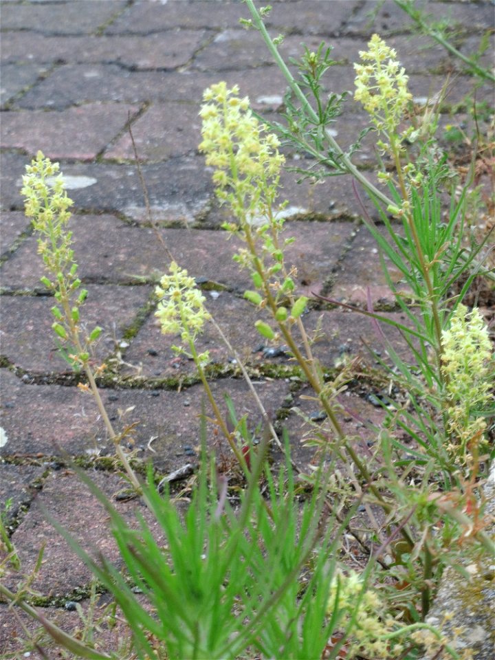 Ritzenbotanik: Gelber Wau (Reseda lutea) am Hauptbahnhof Mannheim