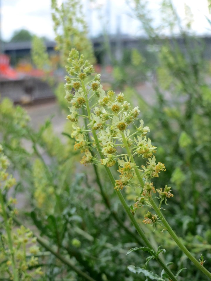 Ritzenbotanik: Gelber Wau (Reseda lutea) am Hauptbahnhof Mannheim