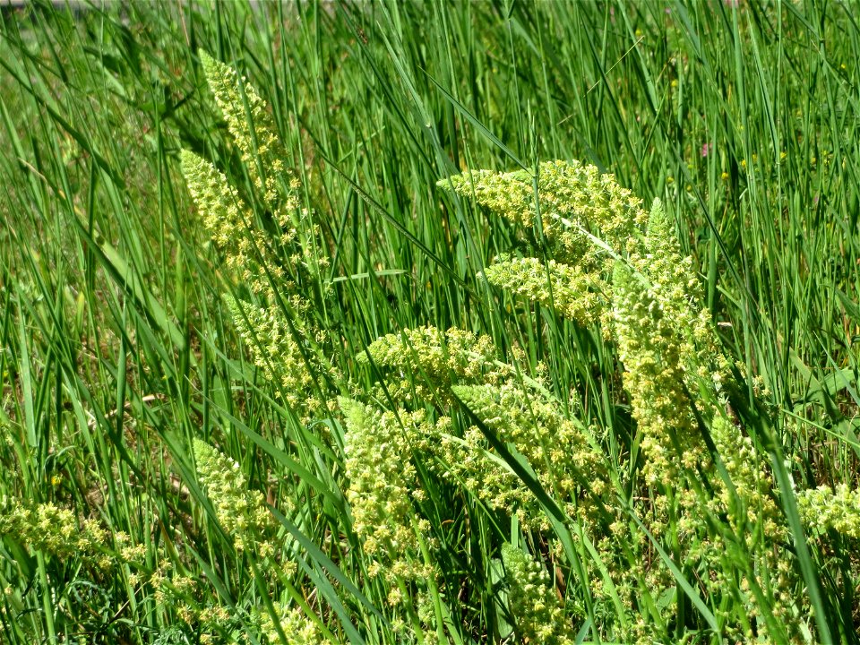Gelber Wau (Reseda lutea) in Hockenheim