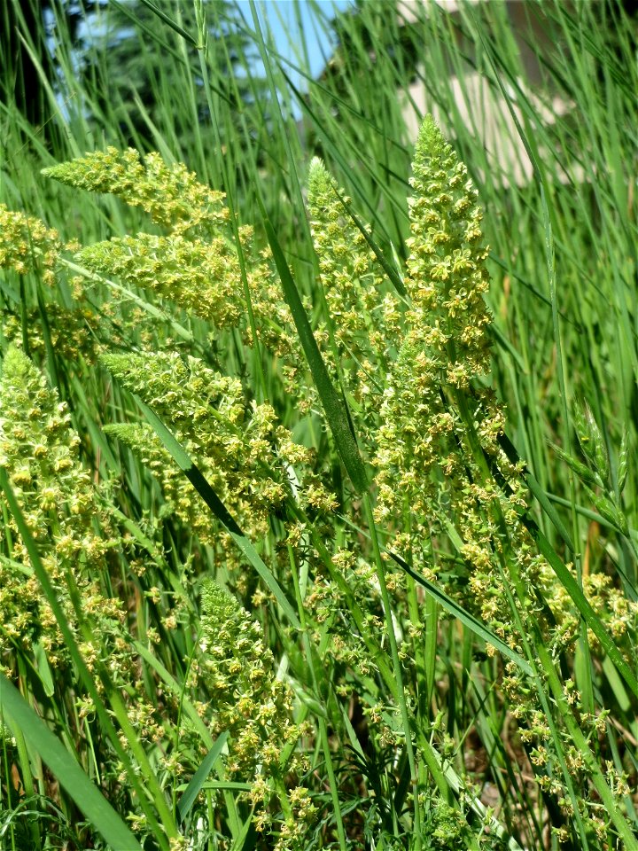 Gelber Wau (Reseda lutea) in Hockenheim