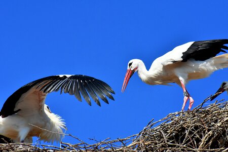 Birds plumage nature