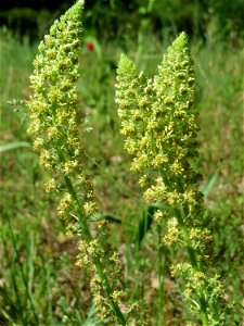 Gelber Wau (Reseda lutea) in Hockenheim