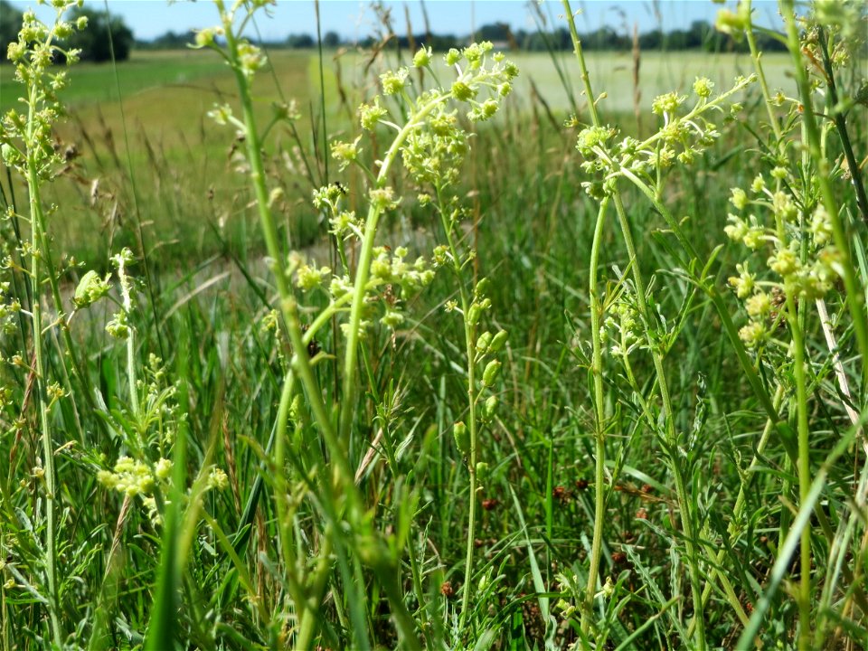 Gelber Wau (Reseda lutea) am Rheindamm bei Rheinhausen