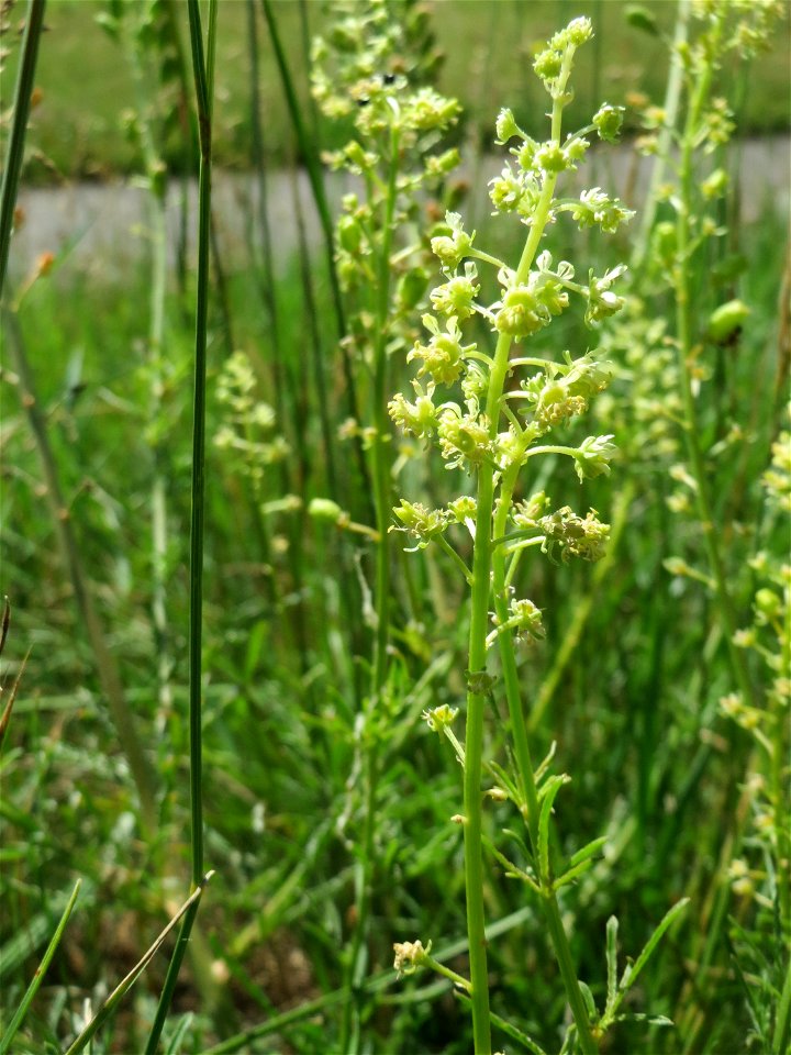 Gelber Wau (Reseda lutea) am Rheindamm bei Rheinhausen