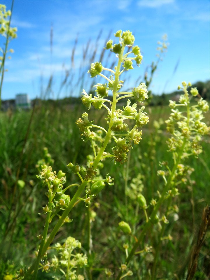 Gelber Wau (Reseda lutea) am Rheindamm bei Rheinhausen