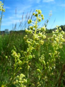 Gelber Wau (Reseda lutea) am Rheindamm bei Rheinhausen