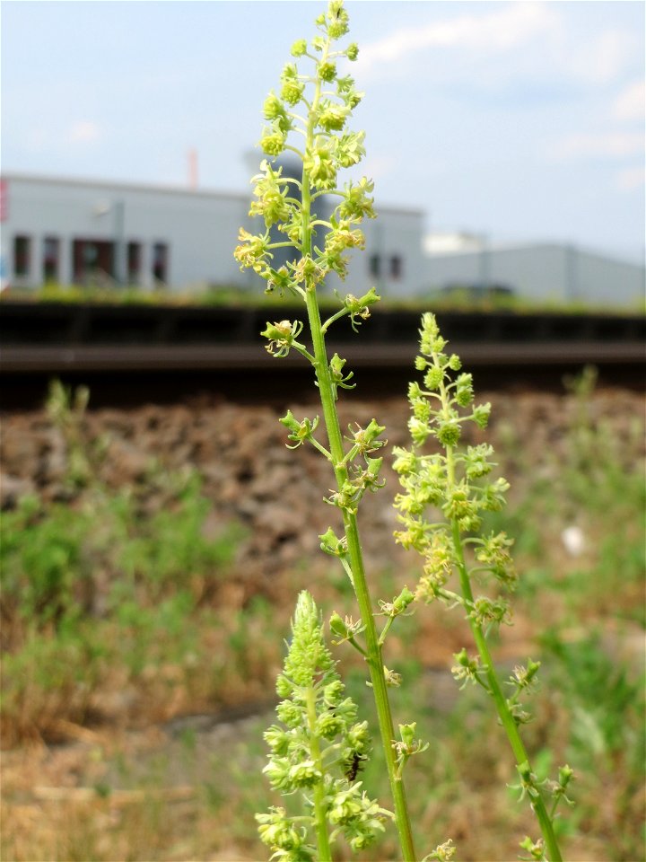 Gelber Wau (Reseda lutea) am Bahnhof Bruchmühlbach-Miesau
