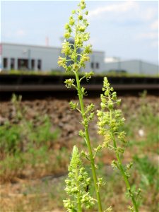 Gelber Wau (Reseda lutea) am Bahnhof Bruchmühlbach-Miesau