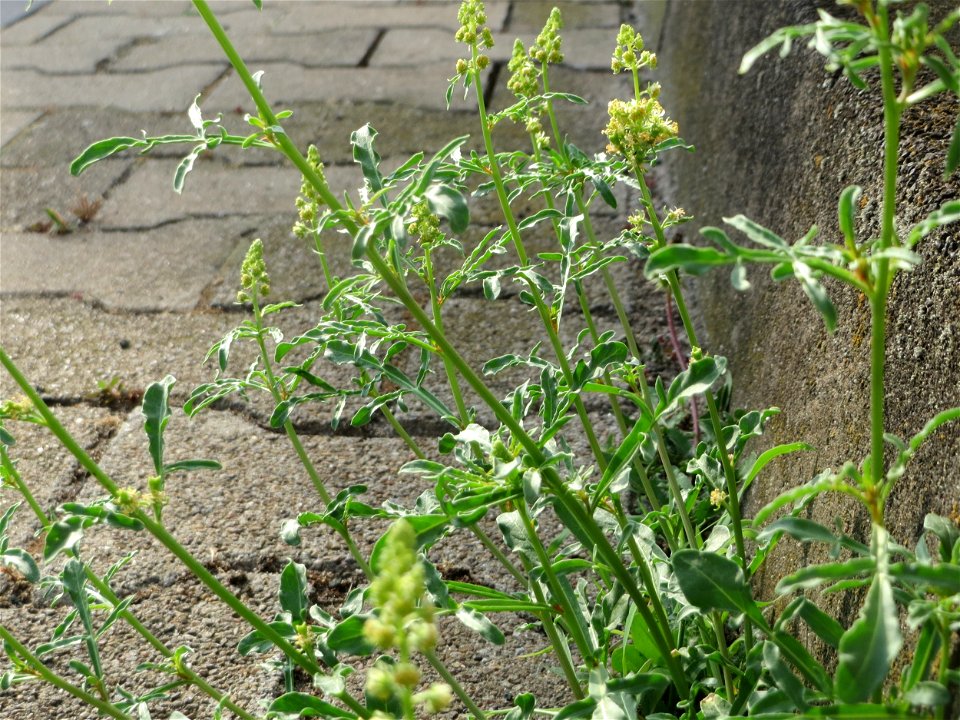 Gelber Wau (Reseda lutea) am Hauptbahnhof Mannheim