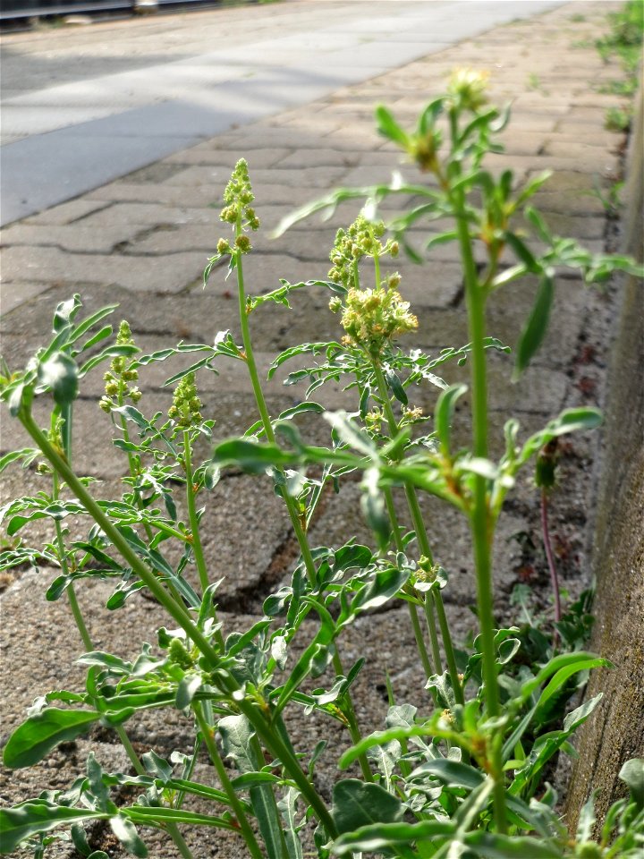 Gelber Wau (Reseda lutea) am Hauptbahnhof Mannheim