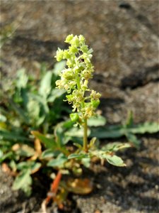 Gelber Wau (Reseda lutea) am Hauptbahnhof Mannheim