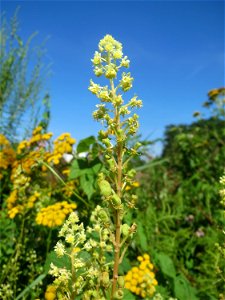 Gelber Wau (Reseda lutea) in den Sankt Arnual Wiesen gegenüber vom Osthafen Saarbrücken (Außerhalb vom NSG)
