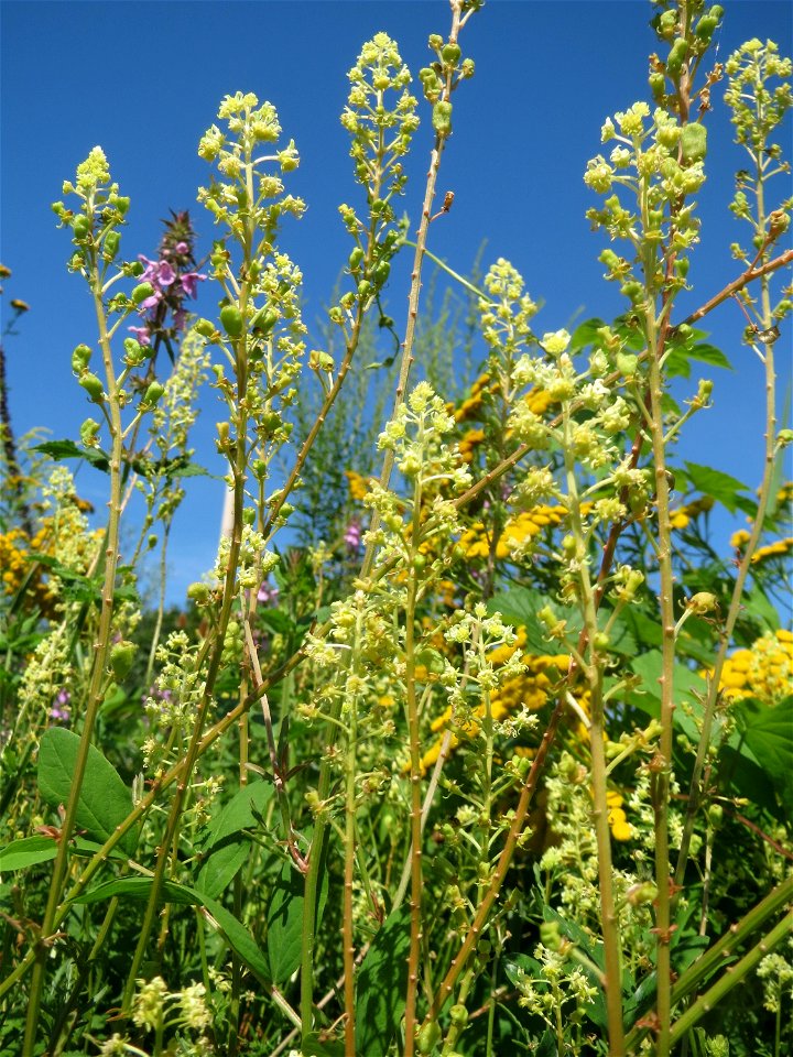 Gelber Wau (Reseda lutea) in den Sankt Arnual Wiesen gegenüber vom Osthafen Saarbrücken (Außerhalb vom NSG)