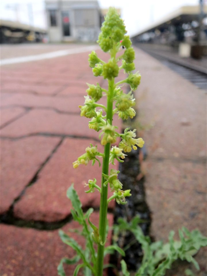 Typische Bahnsteigs-Vegetation: Gelber Wau (Reseda lutea) am Hauptbahnhof Mannheim