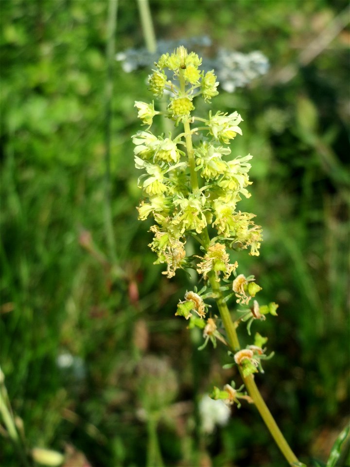 Gelber Wau (Reseda lutea) an der Rheinbahn bei Oftersheim