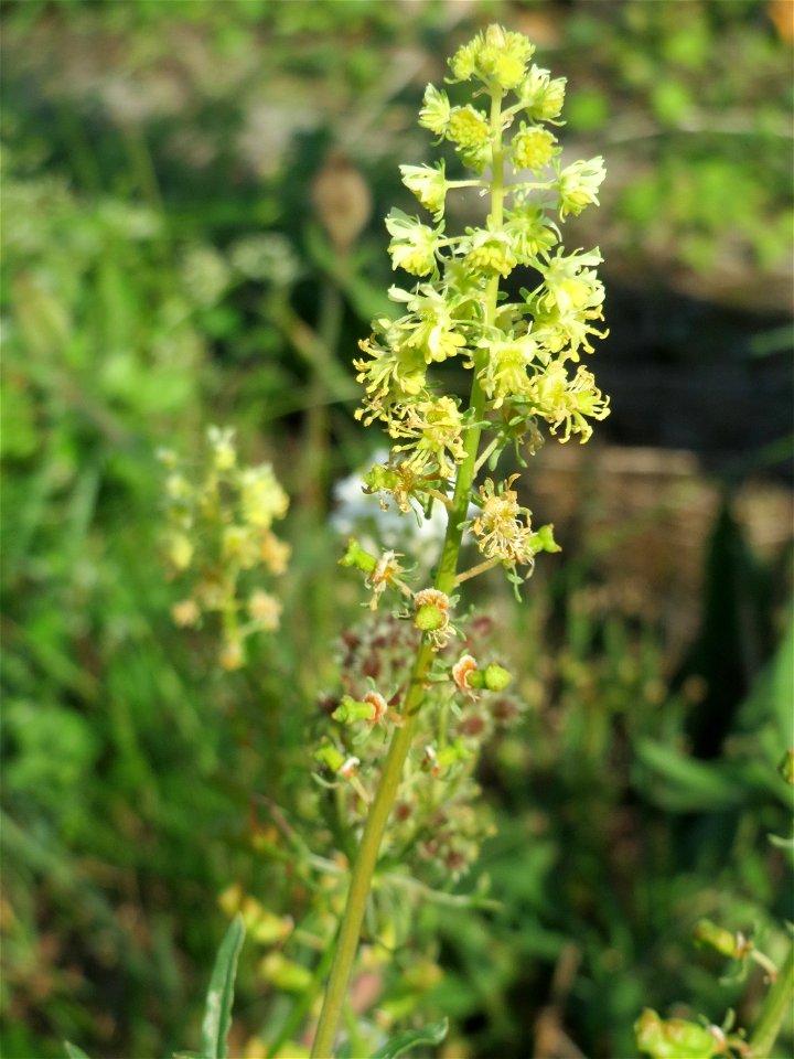 Gelber Wau (Reseda lutea) an der Rheinbahn bei Oftersheim