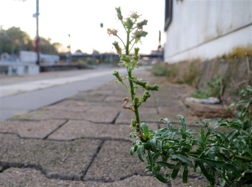 Typische Bahnsteigs-Vegetation: Gelber Wau (Reseda lutea) am Hauptbahnhof Mannheim