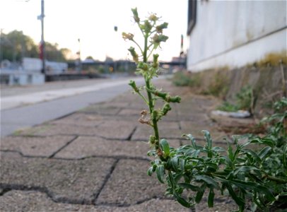 Typische Bahnsteigs-Vegetation: Gelber Wau (Reseda lutea) am Hauptbahnhof Mannheim