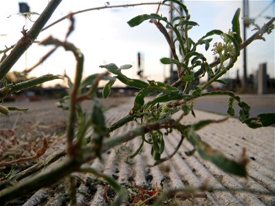 Typische Bahnsteig-Vegetation: Gelber Wau (Reseda lutea) am Hauptbahnhof Mannheim