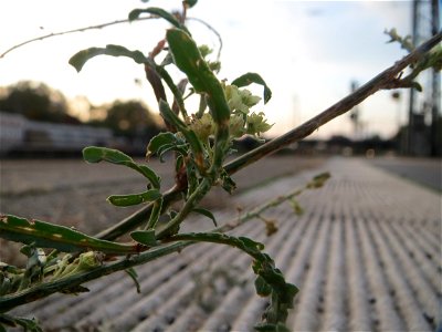 Typische Bahnsteig-Vegetation: Gelber Wau (Reseda lutea) am Hauptbahnhof Mannheim