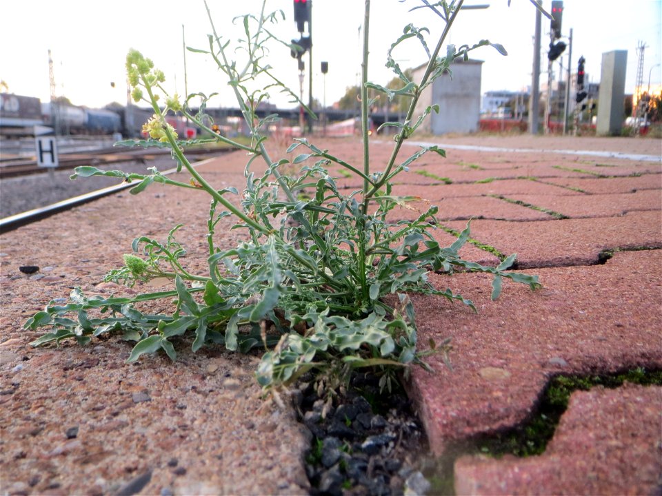 Typische Bahnsteig-Vegetation: Gelber Wau (Reseda lutea) am Hauptbahnhof Mannheim