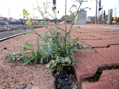 Typische Bahnsteig-Vegetation: Gelber Wau (Reseda lutea) am Hauptbahnhof Mannheim