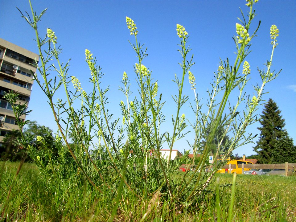 Gelber Wau (Reseda lutea) auf einem halboffenen Sandrasen in Hockenheim