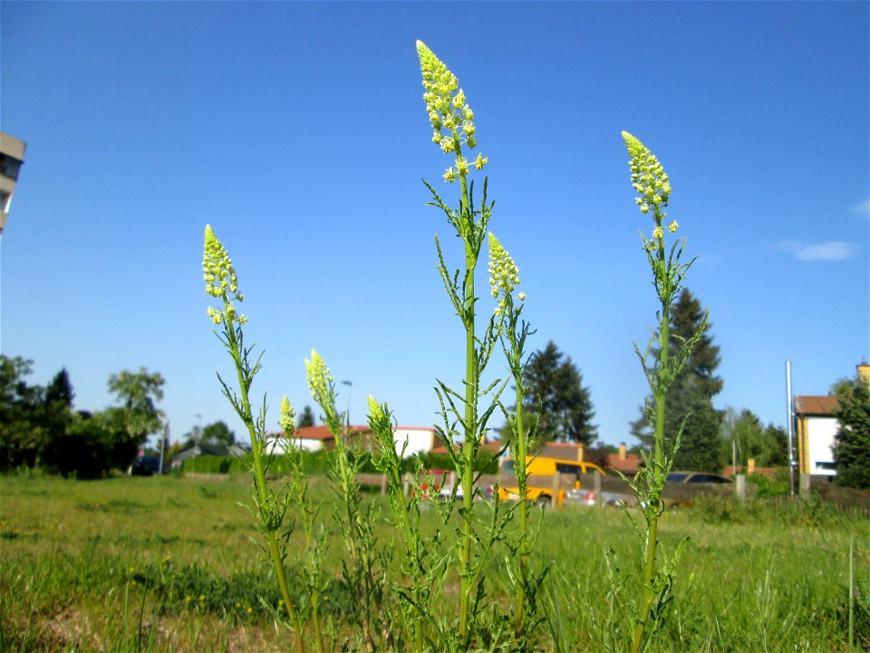 Gelber Wau (Reseda lutea) auf einem halboffenen Sandrasen in Hockenheim