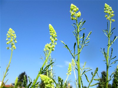 Gelber Wau (Reseda lutea) auf einem halboffenen Sandrasen in Hockenheim