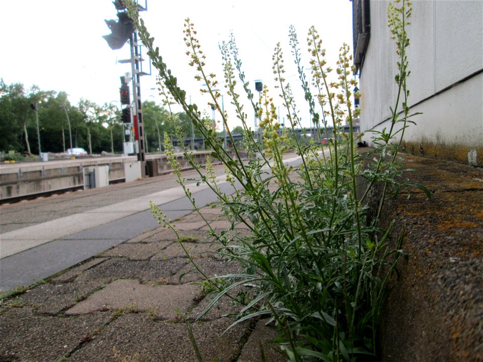 Ritzenbotanik: Gelber Wau (Reseda lutea) am Hauptbahnhof Mannheim