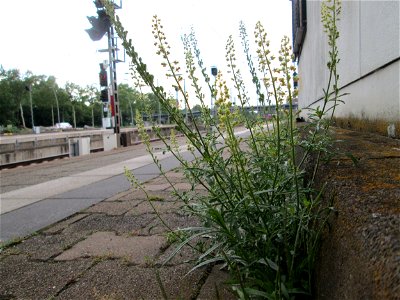Ritzenbotanik: Gelber Wau (Reseda lutea) am Hauptbahnhof Mannheim