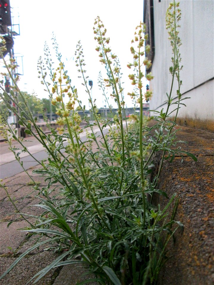 Ritzenbotanik: Gelber Wau (Reseda lutea) am Hauptbahnhof Mannheim