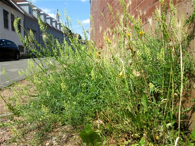 Gelber Wau (Reseda lutea) in Saarbrücken