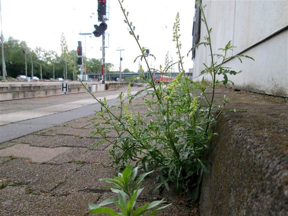 Ritzenbotanik: Gelber Wau (Reseda lutea) am Hauptbahnhof Mannheim