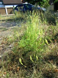 Gelber Wau (Reseda lutea) in Hockenheim