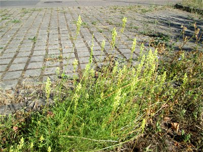 Gelber Wau (Reseda lutea) in Hockenheim