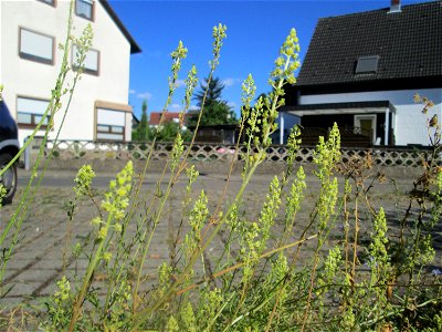 Gelber Wau (Reseda lutea) in Hockenheim