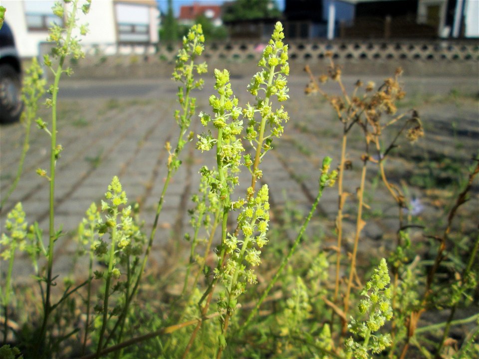 Gelber Wau (Reseda lutea) in Hockenheim