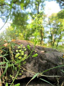 Gelber Wau (Reseda lutea) im Bürgerpark Saarbrücken