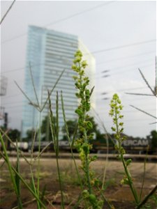Gelber Wau (Reseda lutea) am Hauptbahnhof Mannheim - im Hintergrund das Victoria-Haus