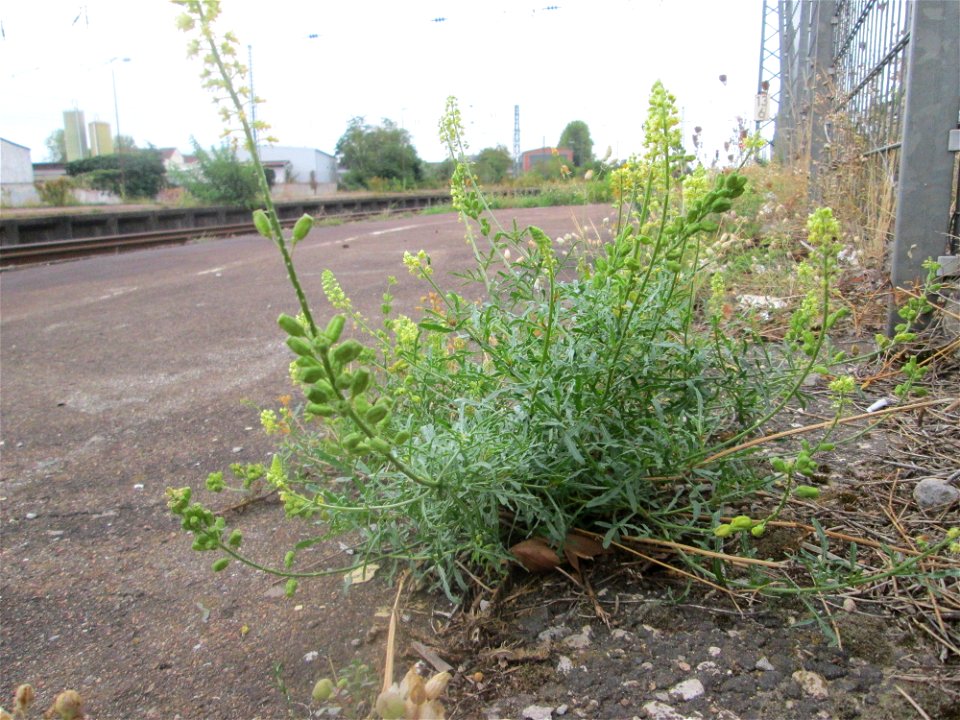Gelber Wau (Reseda lutea) am Bahnhof Schwetzingen