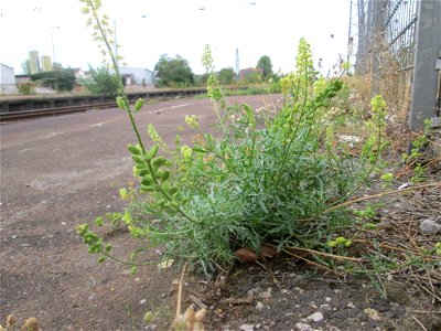 Gelber Wau (Reseda lutea) am Bahnhof Schwetzingen