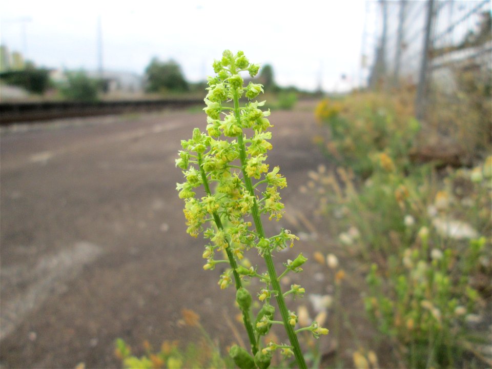 Gelber Wau (Reseda lutea) am Bahnhof Schwetzingen